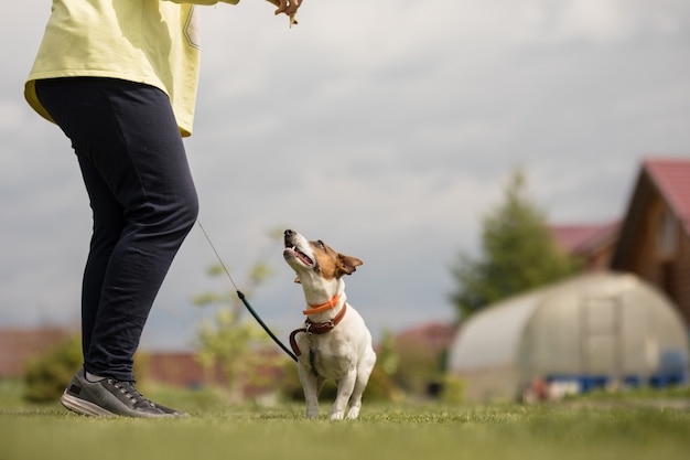 Jack Russell Terrier joue avec le propriétaire