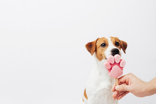 Le Jack Russell Terrier mange de la crème glacée sur un fond blanc