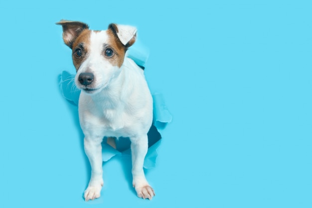 Jack Russell Terrier perce le papier bleu, jette un coup d'œil par le trou. Espace vide pour le texte. Le chien isolé.