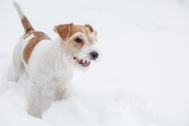 Un Jack Russell Terrier à poil dur se dresse dans la neige par temps nuageux Chien en hiver Arrière-plan flou pour l'inscription