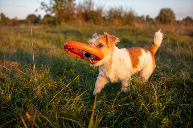 Jack russell terrier porte un anneau de jouet orange dans ses dents