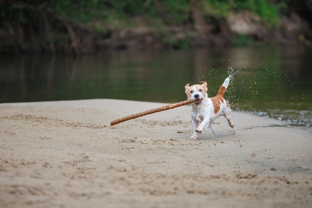 Jack Russell Terrier porte un bâton dans sa bouche Jouer avec un chien