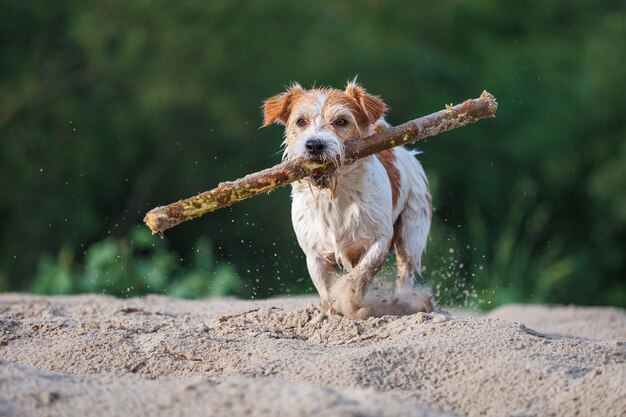 Jack Russell Terrier porte un bâton dans sa bouche Jouer avec un chien