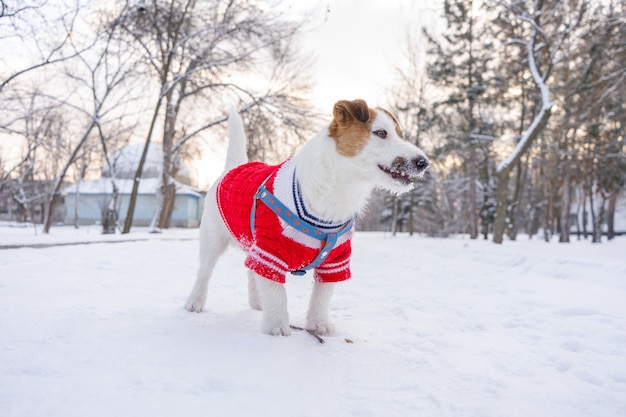 Jack Russell Terrier porte en pull rouge lors de la marche avec de la neige en hiver