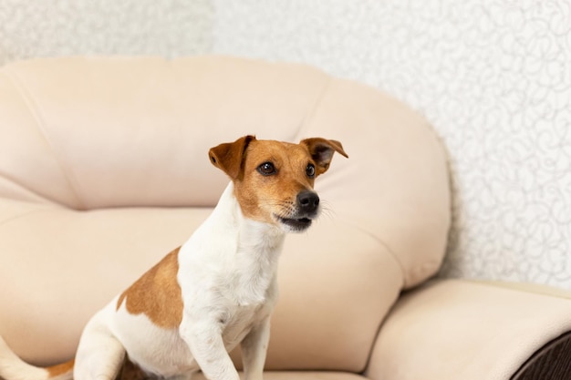 Jack Russell Terrier Portrait Un chien pur-sang Animaux