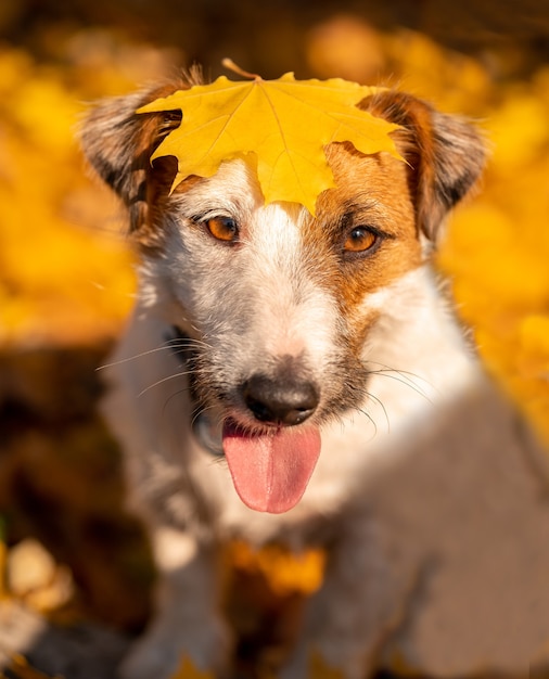 Jack russell terrier portrait en gros plan avec des feuilles d'automne sur la tête