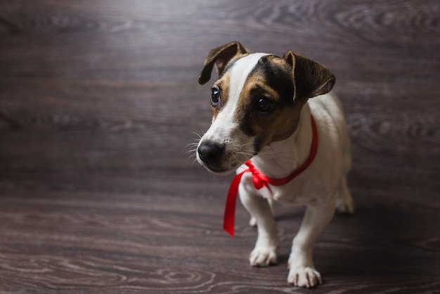 Jack Russell Terrier pose