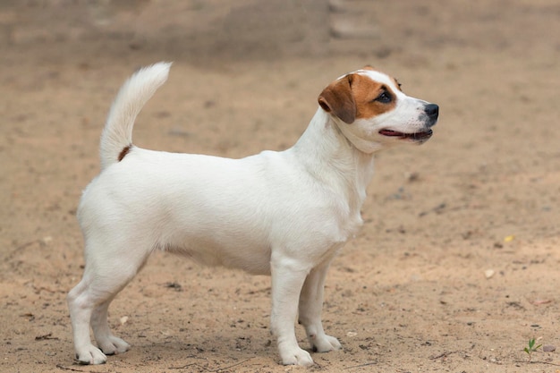 Jack Russell Terrier une race de chiens de chasse Gros plan sur un fond de sable