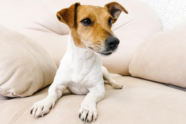 Jack Russell terrier reposant sur le canapé