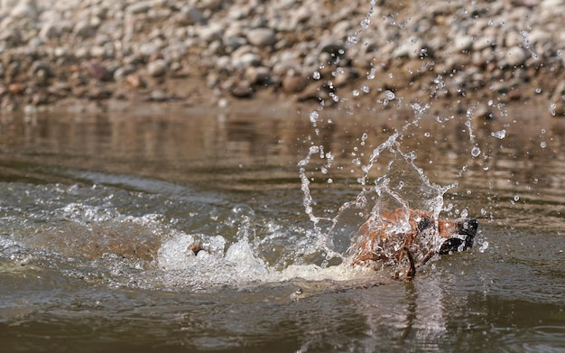 Jack Russell terrier a sauté dans la rivière, sa tête à peine visible derrière les éclaboussures d'eau