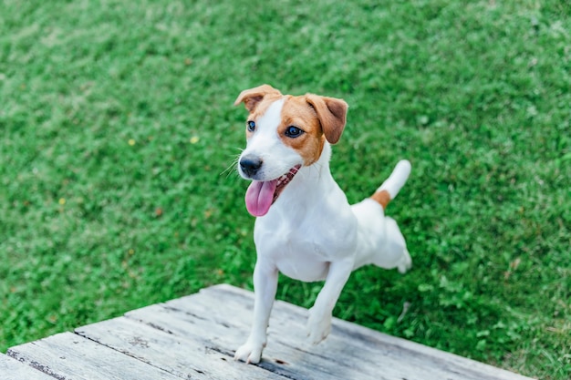 Photo jack russell terrier se dresse sur l'herbe soft focus