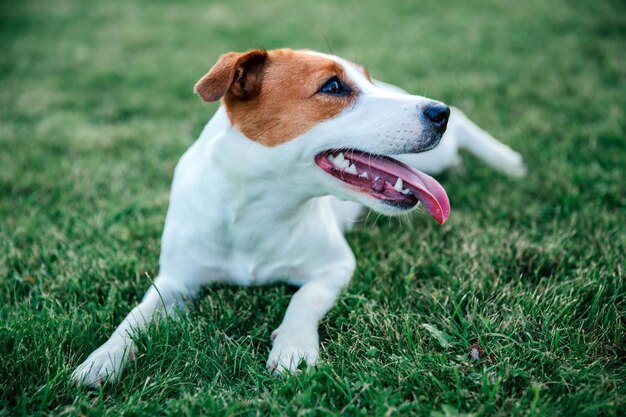 Jack Russell terrier se trouve sur l'herbe en gros plan Soft focus