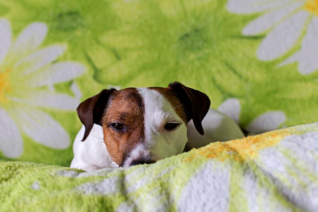 Jack Russell Terrier triste allongé sur le canapé