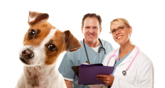 Photo le jack russell terrier et les vétérinaires derrière lui