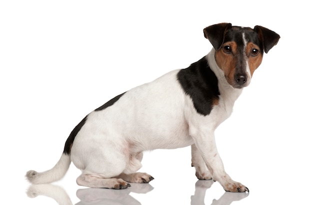 Jack russell terrier