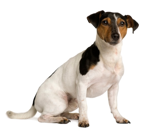 Jack russell terrier