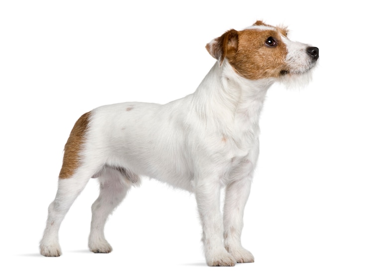 Photo jack russell terrier