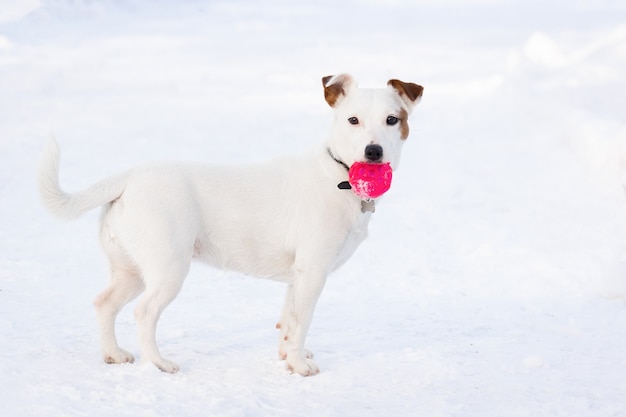 Jack Russell Terrier