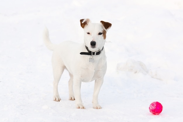 Jack Russell Terrier