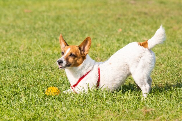 Jack Russell Terrier