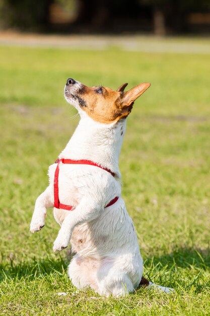 Jack Russell Terrier