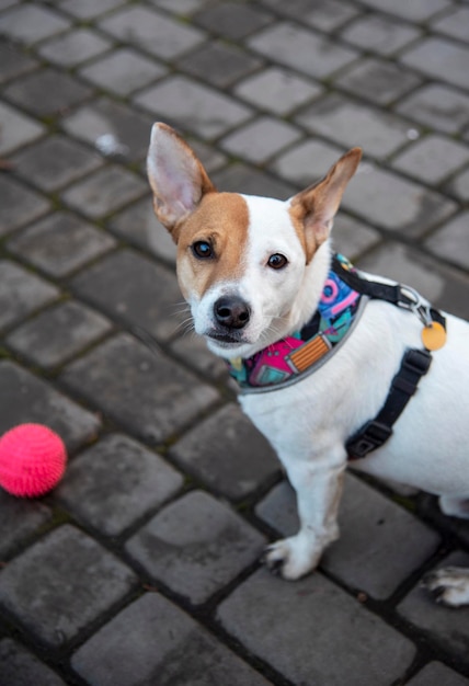 Jack russell sur le trottoir