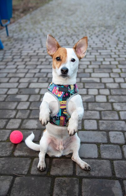 Jack russell sur le trottoir