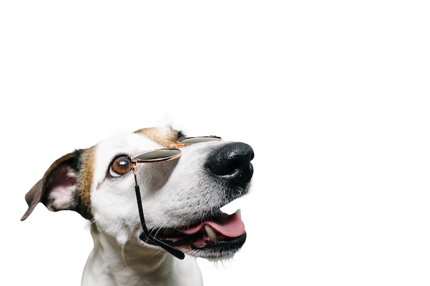 Jack Russells museau avec des lunettes drôle sur fond blanc