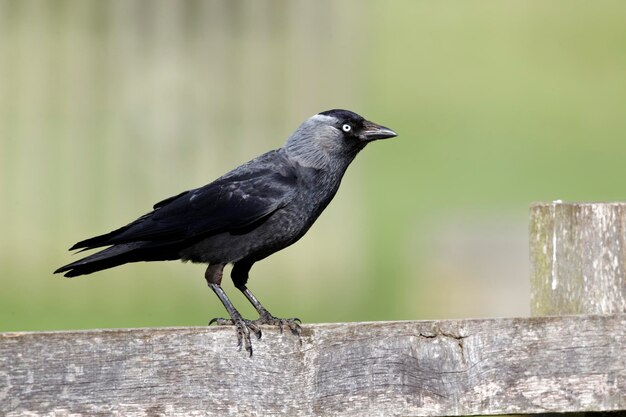 Photo jackdaw corvus monedula oiseau unique sur la clôture du warwickshire