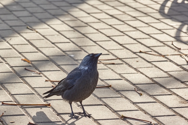 Jackdaw traverse la place de la ville à la recherche de quelque chose de comestible.