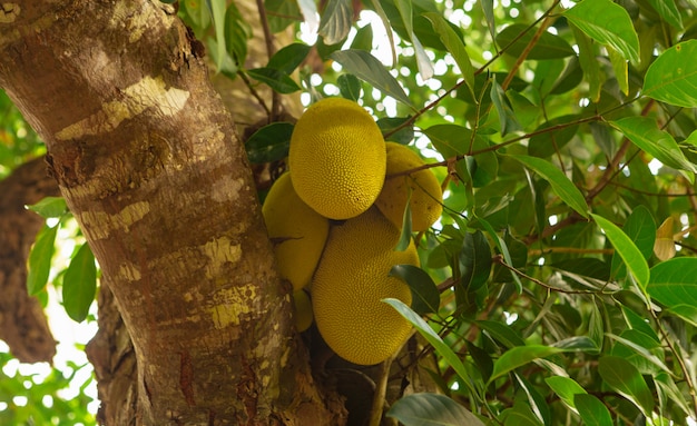 Jacquier frais sur une branche