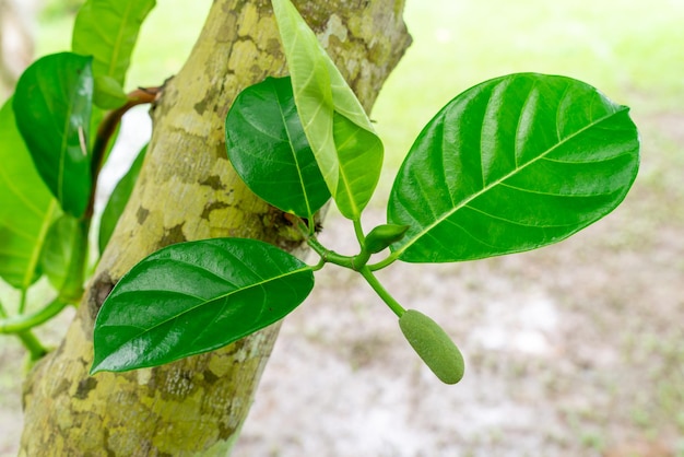 Jacquiers appartiennent à la tribu Moraceae le nom scientifique est Artocarpus heterophyllus