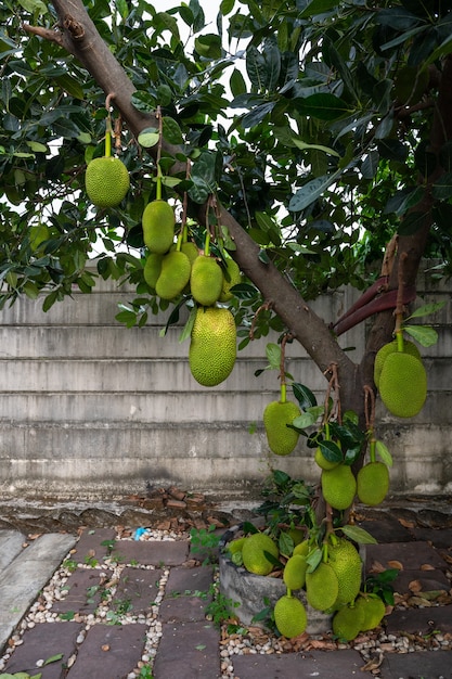 Jacquiers qui produisent des fruits en attente d'être récoltés.