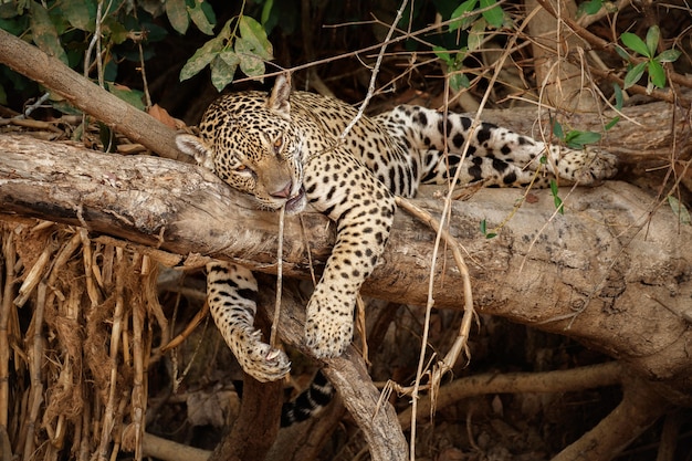 Jaguar américain dans l'habitat naturel de la jungle sud-américaine