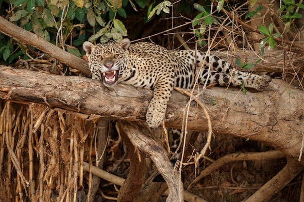 Jaguar américain dans l'habitat naturel de la jungle sud-américaine