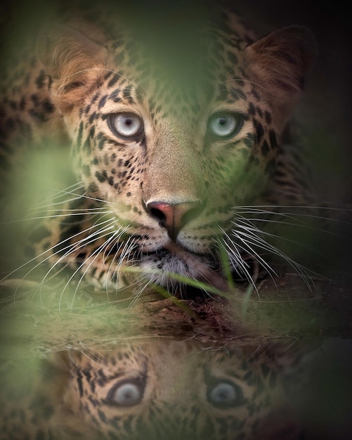 le jaguar américain dans la nature