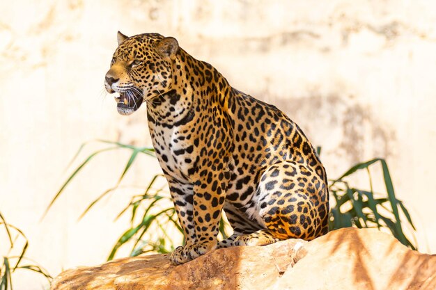 Le jaguar d'Amérique du Sud Panthera onca Le chat tropical quotonca pintadaquot