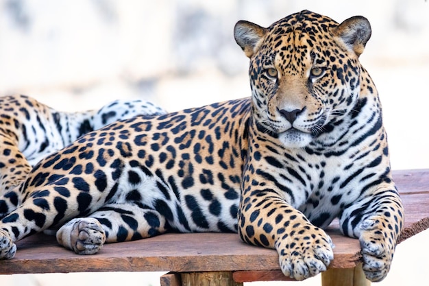 Jaguar d'Amérique du Sud Panthera onca Félin tropical