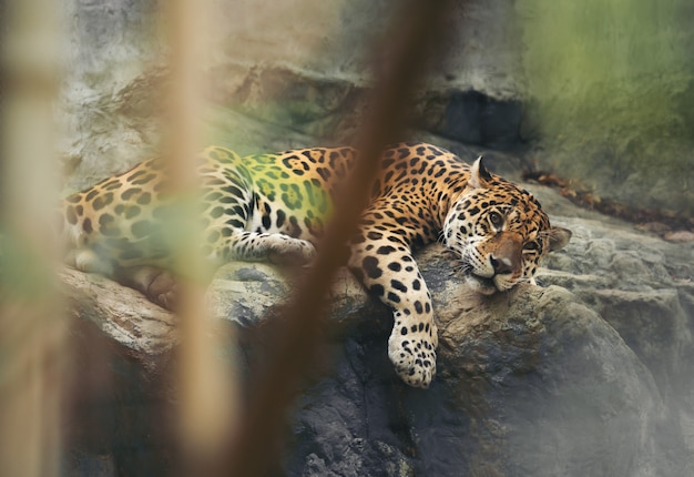 Photo jaguar au repos sur le rocher