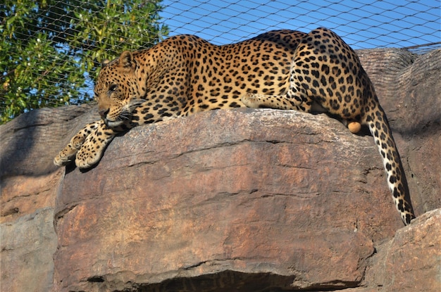 Le Jaguar est endormi.