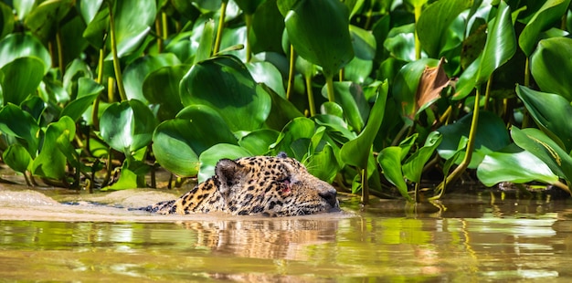 Jaguar nage sur la rivière.