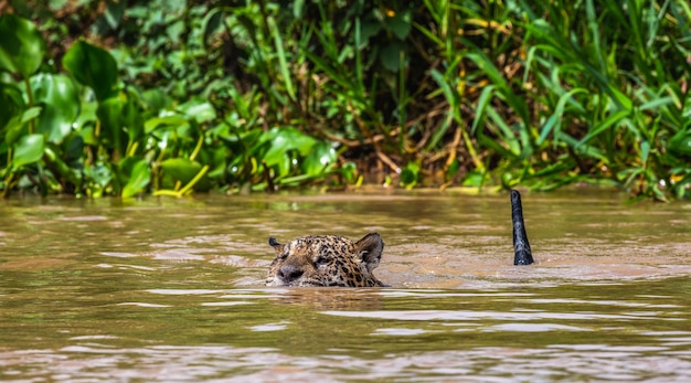 Jaguar nage sur la rivière.
