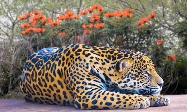 Un jaguar peint sur une plate-forme en bois.