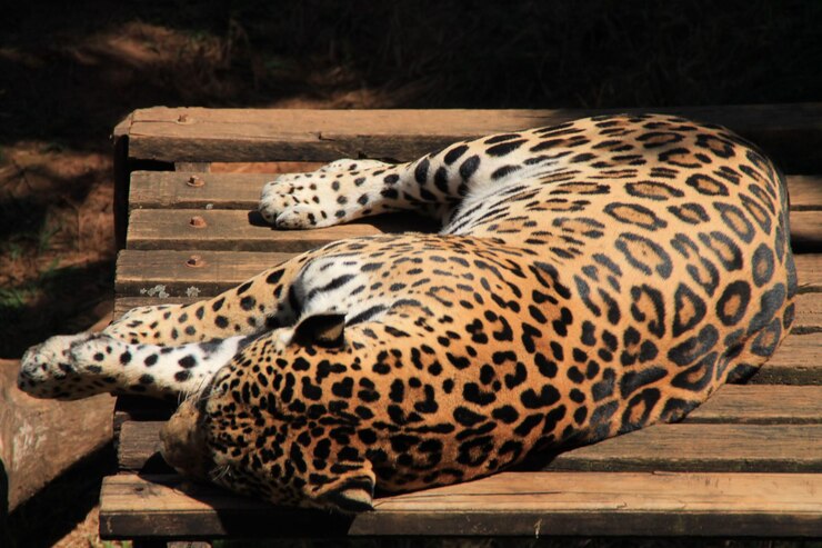 Photo un jaguar qui dort dans un zoo
