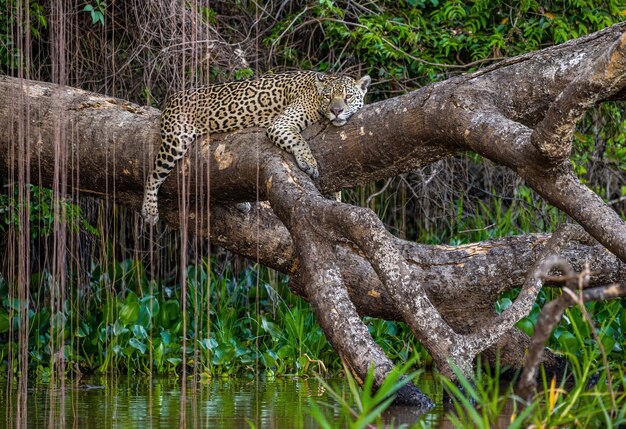 Jaguar se trouve sur un arbre pittoresque au-dessus de l'eau au milieu de la jungle.