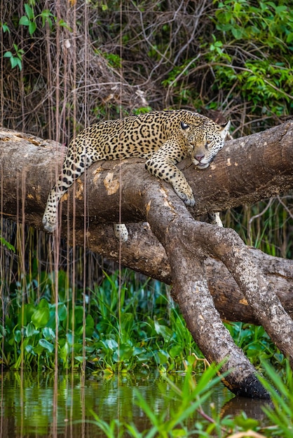 Jaguar se trouve sur un arbre pittoresque au-dessus de l'eau au milieu de la jungle.