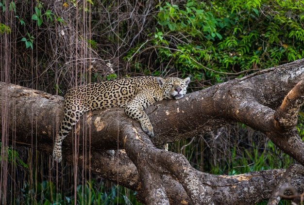 Jaguar se trouve sur un arbre pittoresque au milieu de la jungle.