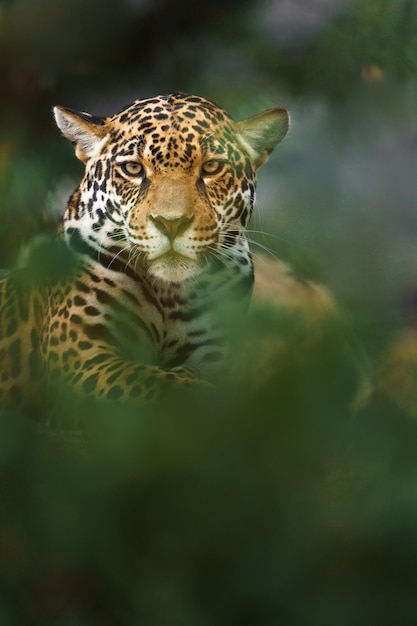 Jaguar