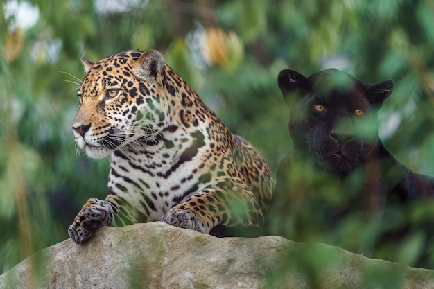 Jaguar