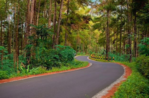 jalan aspal di tengah hutan pinus